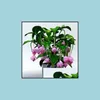 Diğer Bahçe Malzemeleri Veranda Çim Home 100 PCS Tohumlar Magnififa Medinilla Bitki Güzel Bonsai Dekorasyon Hızlı Büyüyen Dikim Seaso