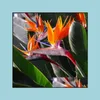 Gartendekorationen Patio Rasenhaus 100pcs Strelitzia Blumensamen Bonsai Rare Pflanzen für die Geburtstagsfeier Dekorative Verschönerung und KI