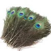 Elegant decorative materials decorative Feather Beautiful Peacock Feathers about 25 to 30 cm Novelty Items