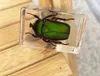 3D Insect Specimen Kids Teen Collection Science Discovery Toys Spider Scorpion Cricket Flower Chafers Stink Bug Spotted Lanternfly Clear Resin