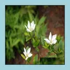 Andere Gartenlieferungen Patio Rasenhaus 20pcs/Los Samen Gardenia Blume Bonsai Innenpflanzen Baum Cape Jasmine Schöne Töpfe Die Keimung