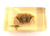 5 pcs fashion paperweight cool insect crab grass jewelry