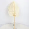 Decoratieve bloemen Kransen Gedroogde palmbladeren Natuurlijke ventilatorbladeren Stelen van pampas gras voor huisdecoratie boho decordecoratief