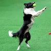 Haustierhunde Spielzeug unzerstörbarer Kauspielbälle mit String -Interaktiver Spielzeug für große Hundepupf