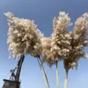 Decorative Flowers & Wreaths 10pcs Real Bulrush Natural Dried Plants Small Dry Flower For Decoration Pampas Grass In Bouquet Wedding Home De