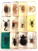 12 pcs real mixed crab scorpion spider fashion insect jewelry paperweight