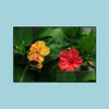 Sonstige Gartenlieferungen Patio Rasenhaus 40pcs Samen Regenbogen Jasminpflanzen Duftende Pflanze gemischt Mirabilis Bonsai Topf Planta für DIY -Topf