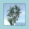 Bahçe Dekorasyonları Veranda Çim Evi 100 PCS Dracaena Çiçek Tohumları Bonsai Tomurcuklanma Oranı için Nadir Bitkiler% 95 Güzelleştirici ve Air Purificat
