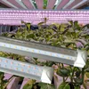 Luces de cultivo LED de espectro completo de 380-800 nm Tubo de cultivo LED Tubos de integración en forma de V T8 de 8 pies para plantas medicinales y frutas en flor Color rosa CRESTECH