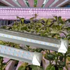 380-800nm ​​Full Spectrum LED Grow Lights LED GRURS TUBE 8ft T8 V-formade integrationsrör för medicinska växter och blomma fruktrosa färg Crestech