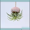 Decorations Aquariums Fish Pet Supplies Home Garden Air Plants Holders Natural Sea Urchin Shell Wall Hanger Handmade Rope Hanging Plant Dr