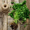 Garden Supplies Seeds Coriander seed