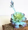 Plantes succulentes bleues artificielles, décoration de jardin de maison, petit bonsaï de bureau, accessoires d'arrangement floral, Plante Artificielle