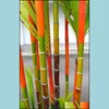 Otros suministros de jardín Patio Lawn Home 20 piezas Semillas de bambú Rare Nt Moso Bambu Bambusa Lako Tree para Diy Planta en maceta Drop Deli