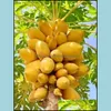 Gartendekorationen Patio Rasenhaus 50pcs/ Bag Samen Süße Maradol Papaya Outdoor essbare tropische saftige Jardin Obst Erbstück Bio -Zwerbe