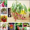 Other Garden Supplies Patio Lawn Home 100 Pcs Nepenthes Seeds Balcony Dionaea Muscipa Potted Bonsai Plants Carnivorous Easy To Grow Drop