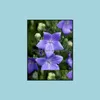 기타 정원 용품 안뜰 잔디밭 홈 100pcs 씨앗 일본 플래티 코돈 그란디 플라워 꽃 분재 식물 야외 DEC OTO2S