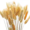 Decoratieve bloemen kransen dekoratie pampas natuurlijk staart gras gedroogd feest ambacht plakboek boeket phragmites bruiloft decoratie homedeco