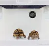 Gadgets d'extérieur Température et humidité numériques intégrées circulaires pour animaux de compagnie reptile Boîte en acrylique Thermomètre électronique extérieur maison6308684