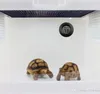 Gadgets d'extérieur Température et humidité numériques intégrées circulaires pour reptiles de compagnie Boîte en acrylique Thermomètre électronique extérieur maison 3165493