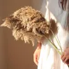 Couronnes de fleurs décoratives 10 pièces véritable scirpe plantes séchées naturelles petite fleur sèche pour la décoration herbe de Pampas en bouquet de mariage maison de