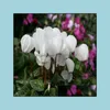 Gartendekorationen Patio Rasen Haus 100pcs Cyclamen Blumensamen Bonsai seltene Pflanzen f￼r die Hochzeitsfeier f￼r Versch￶nerungs- und Luftreinigung