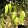 Gartendekorationen Patio Rasen Haus importierten Samen 1PCs 100% wahre Mangopflanzen sehr lecker gesunde grüne Obst Bonsai Easy Wachsen für Drogen