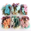 Decorative Flowers & Wreaths 1 Box Dried Flower Dry Plants For Candle Pendant Necklace Jewelry Making Craft Wedding DIY Accesso