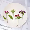 Fleurs décoratives Couronnes Beauté Cerise Fleur Séchée Naturelle Pressée Pour La Résine Saint Valentin DIY Cadeau À La Main Cas De Téléphone Faisant Ca