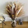 66st torkade pampas gräs dekor äkta reed gräs fluffig torr blommor bröllop diy bohemian naturlig bukett för hem 220408