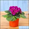 Otros suministros de jard￭n Patio Lawn Home 100pcs Seeds Colorf African Violet Bonsai Diy Dwarf Plants Fl oTilo