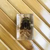 3D Insect Specimen Kids Teen Collection Science Discovery Toys Spider Scorpion Cricket Flower Chafers Stink Bug Spotted Lanternfly Clear Resin