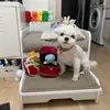 クリエイティブリングボックスのぬいぐるみラブダイヤモンドリングケースぬいペットチュートイサウンド子犬の子供キュートソフト犬苦いおもちゃ220801