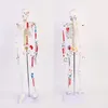 Maniquí de esqueleto personalizado humano adulto esqueleto blanco enseñanza columna vertebral cuerpo entero Micro articulación Total para exhibición