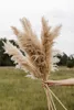 Fai da te bianco rosa vera pampas essiccata erba decorazione matrimonio mazzo di fiori piante naturali decorazioni autunnali per la casa regalo di Natale