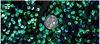 Shiny Green Sequins Bling Glitter Blazer Men Shawl Collar One Button Tuxedo Suits&Blazer Mens Wedding Party Stage Costumes 220812