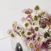 Fiori decorativi Corone 10pcsreal Chrysanthemum Secco Fiore secco Daisy Home Decor Asificiale Living Indie Decorazione della stanza per la festa di nozze