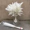 装飾的な花の花輪茎白い色大きなサイズ本物の乾燥パンパスグラス結婚式の装飾花の花の束自然植物