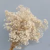 Zachowane kwiaty Gypsophila paniculata naturalny świeży suszony baby039s Bukiet Bukiet Wedding