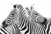 Twee zebra's Pictures Print Wall Art Posters Black and White Line Canvas Schilderijen Dieren Muurschildering voor Woonkamer Cuadros