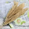 Guirnaldas de flores decorativas 10pcs 60cm Natural / White Big Reed Dry Pampas Grass Phragmites Flower Bunch Wedding Party Decoration ToolsDeco