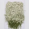 120 PCs Natural Gypsophila Secas Flores Pequenas Flores Ramalhete Flores secas Press Mini Decorativo Pogal Pogal decoração 220330