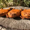 Halloween Kids Gift Sugar Cane Toad
