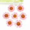 120 pcs Pressée Presse Séchée Daisy Fleur Sèche Plantes Pour Résine Époxy Pendentif Collier Fabrication De Bijoux Artisanat DIY Accessoires 220406