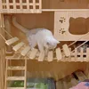 Cat Toys Köprüsü Halat Merdiveni Oyuncak Tırmanma Çerçevesi Kediler için Evcil Hayvan Kazanma Atlama Toyscat