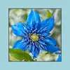 Gartendekorationen Patio Rasenhaus 100pcs Clematis Blumensamen Bonsai Vielfalt Seltene Pflanzen für die Keimungsrate 95% ALLE A S