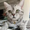 Colliers de chat design avec cloche et diamant abeille charme réglable Kitty chaton chiot collier classique 9 couleurs Whole2156995