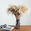 Dekoratif çiçek çelenk gerçek kuru küçük pampas çim grup doğal bitkiler ev dekor phragmites çiçek süs düğün flowerdecora