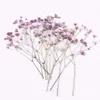 120pcs Pressed Dried Flower Gypsophila paniculata For Epoxy Resin Jewelry Making Postcard Frame Phone Case Craft DIY305055227697105510