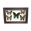 Mooie vlinder echt exemplaar onderwijsmateriaalcollectie vlindermonster kunstwerk materiaal decor 22041480656448212969